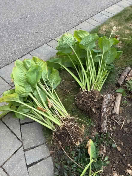 Photo of free Large leaf green hosta (Burnhamthorpe and Tomken) #1