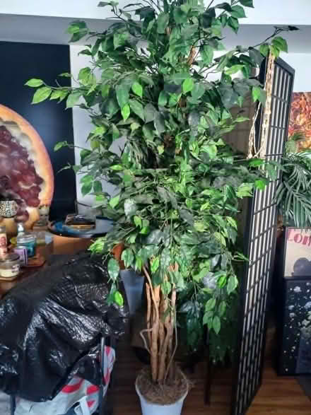 Photo of free Faux Tall Plant (little ferry) #2