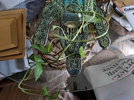 Photo of free 2 Pothos from Propagation (Brightwood-Takoma) #2