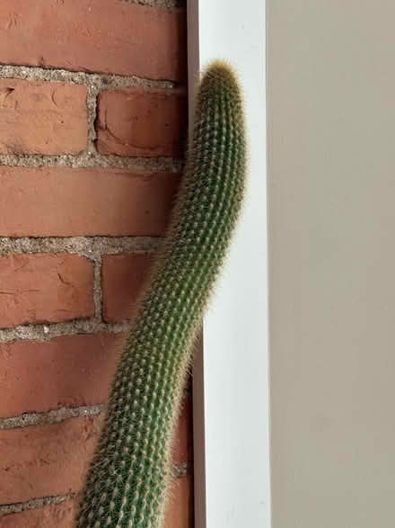 Photo of free Cactus - 62 inches tall (Davis Square, Somerville) #2