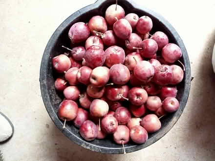 Photo of free Crab apples (Tadmarton OX15) #1