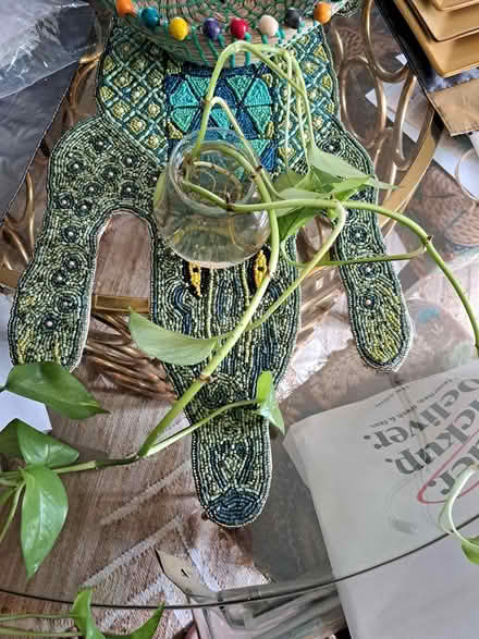 Photo of free 2 Pothos from Propagation (Brightwood-Takoma) #1