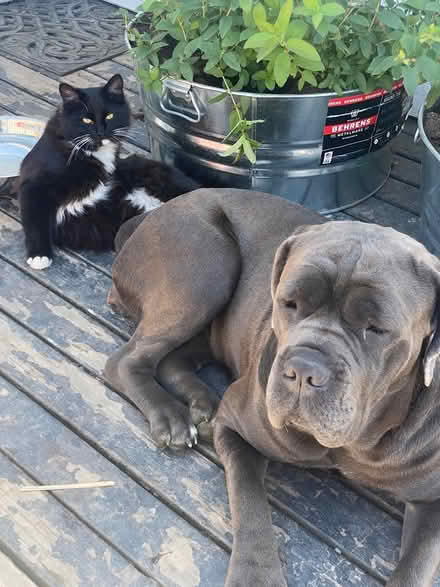 Photo of cat box (South Everett) #1
