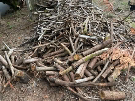 Photo of free wood (Bellevue) #2