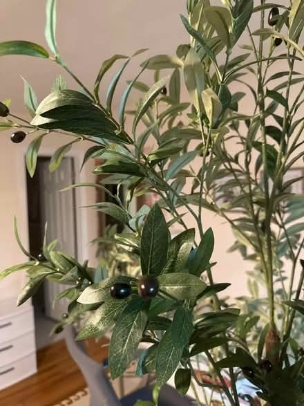Photo of free Faux olive tree in pot (Arnold) #2