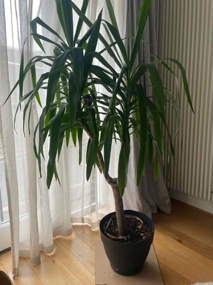 Photo of free Yukka plant (Southwark SE1) #3