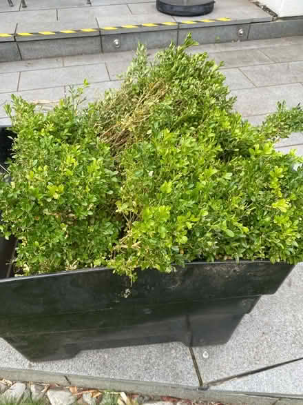 Photo of free Box bushes (Manchester M20) #1