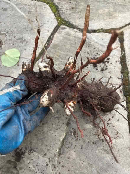Photo of free Yucca root (Burnhamthorpe and Tomken) #1