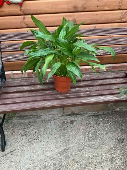 Photo of free Peace lily (Bilton HU11) #1