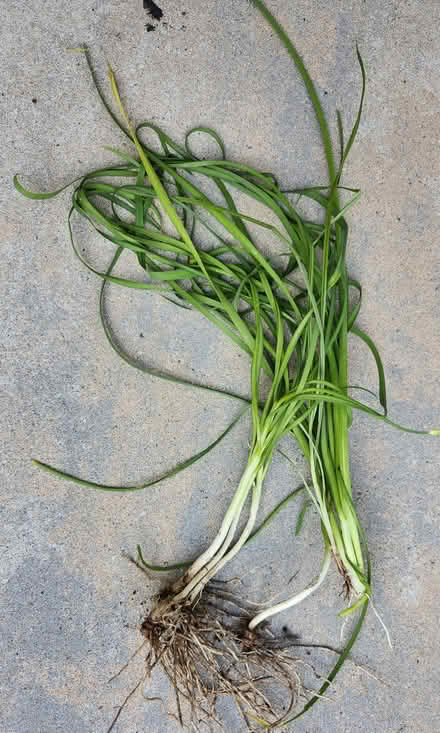 Photo of free Garlic Chives (Wellington Village) #1