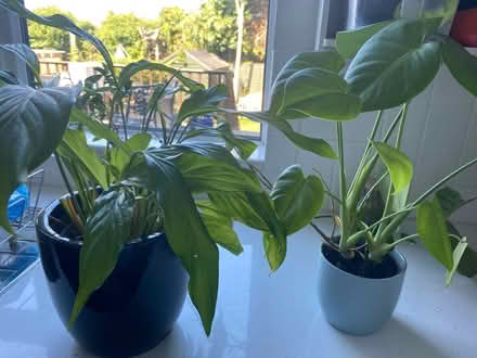 Photo of free House plants (Killiney, Co Dublin) #3