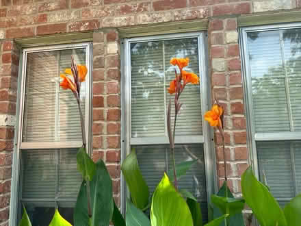 Photo of free plants-orange cannas (Katy-Westgreen at Kingsland) #2