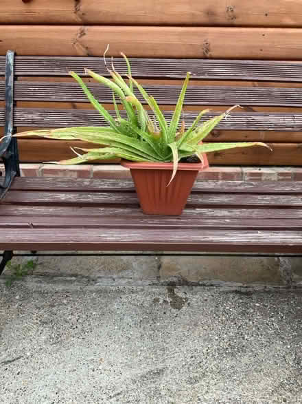 Photo of free Aloe Vera plant (Bilton HU11) #1