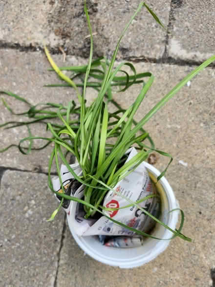 Photo of free Garlic Chives (Wellington Village) #2