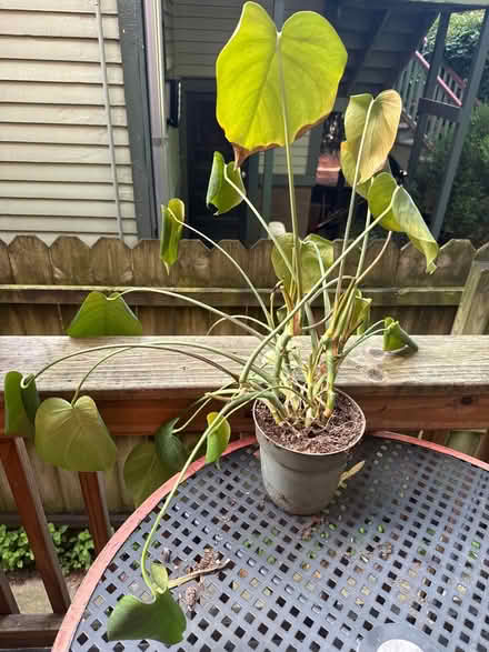 Photo of free Save this plant (Dempster east of Ridge) #1