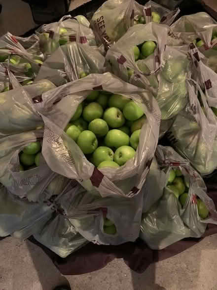 Photo of free Cooking apples (BH13 Branksome Park) #1