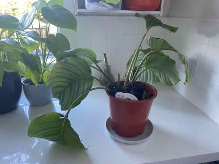 Photo of free House plants (Killiney, Co Dublin) #4