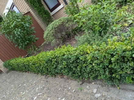 Photo of free buxus/box hedge plants (Dh7 0jt) #2