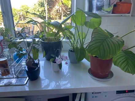 Photo of free House plants (Killiney, Co Dublin) #1