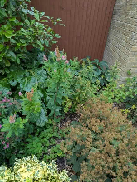 Photo of free Shrubs and plants (Dh7 0jt) #2