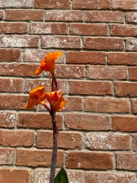 Photo of free plants-orange cannas (Katy-Westgreen at Kingsland) #1