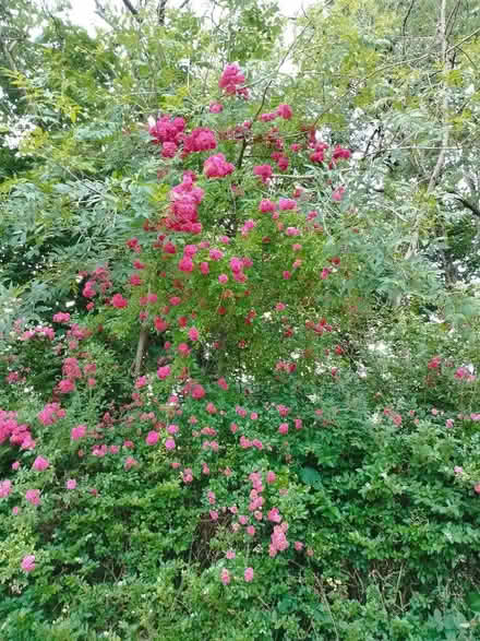 Photo of Garden flowers (Upper Killay SA2) #1