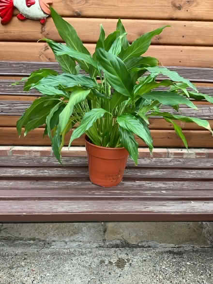 Photo of free Peace lily (Bilton HU11) #2