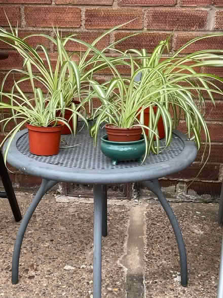 Photo of free Spider plants (Bilton HU11) #2
