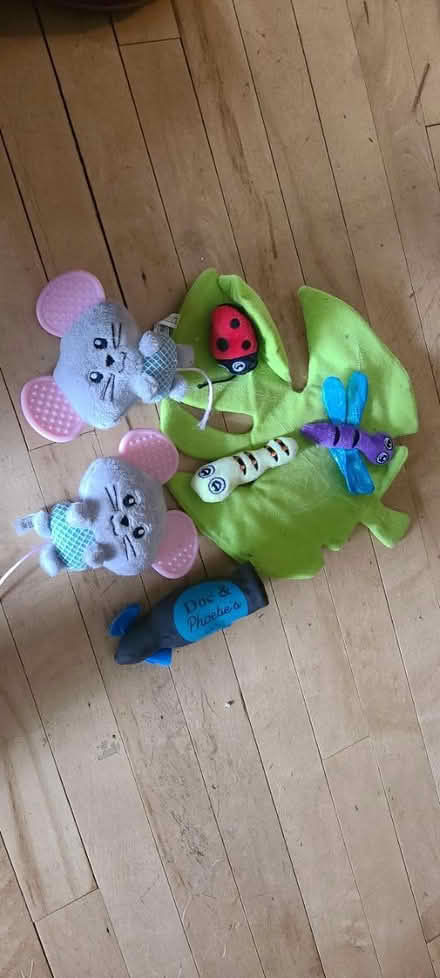 Photo of free Cat toys (South beacon hill) #1