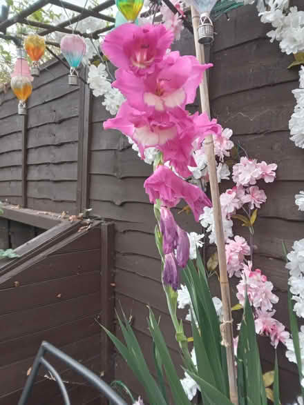 Photo of free Flowers (Letchworth SG6 1FZ) #1