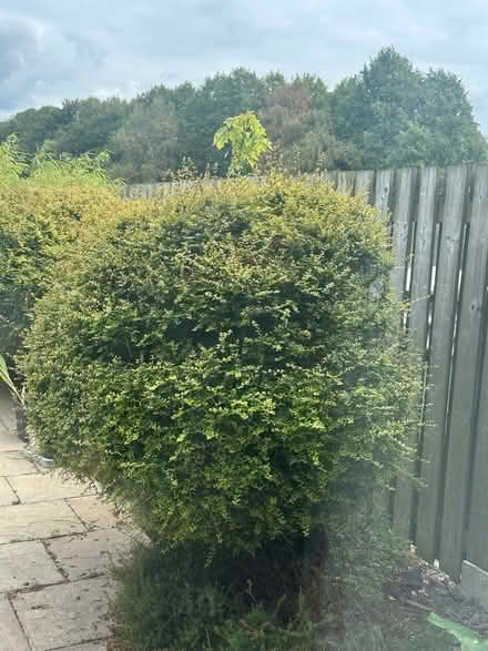 Photo of free shrub (Dronfield Woodhouse S18) #1
