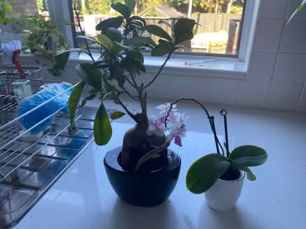 Photo of free House plants (Killiney, Co Dublin) #2