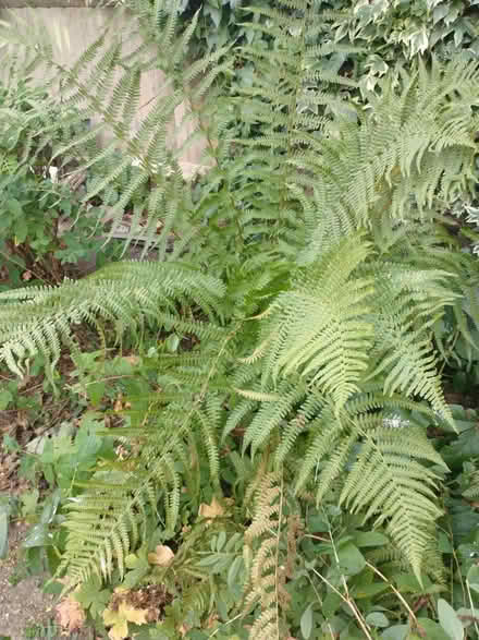 Photo of free Shuttlecock Fern (Fleetville) #1