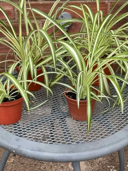 Photo of free Spider plants (Bilton HU11) #1