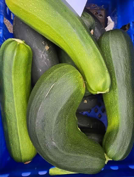 Photo of free Marrows/Courgettes & Cucumbers (Derby Road DE56) #1