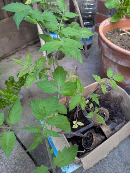 Photo of free Four tomato plants (Themesmead SE28) #3