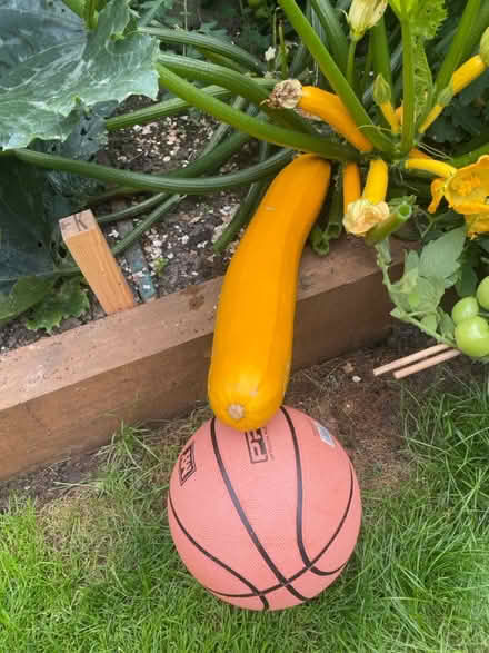 Photo of free Very large courgette/marrow (Kilburn De56) #1