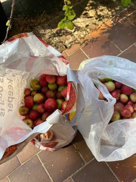 Photo of free Apples (Whitton LD7) #1