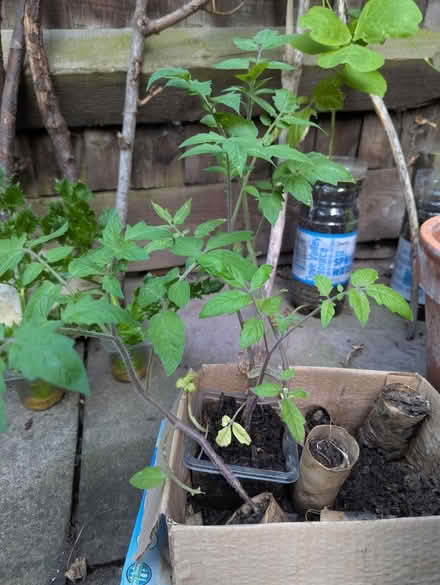 Photo of free Four tomato plants (Themesmead SE28) #2