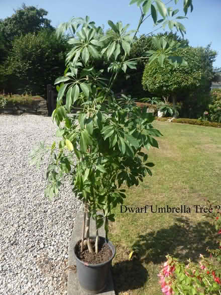 Photo of free Dwarf Umbrella Tree (Boyton PL15) #1