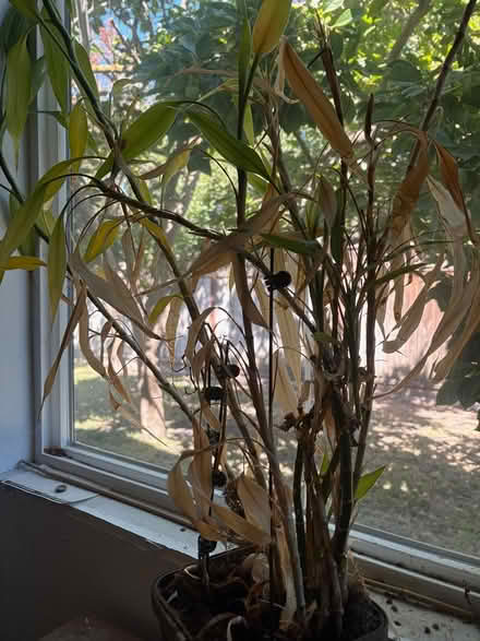 Photo of free Lucky Bamboo (Santa Clara) #1