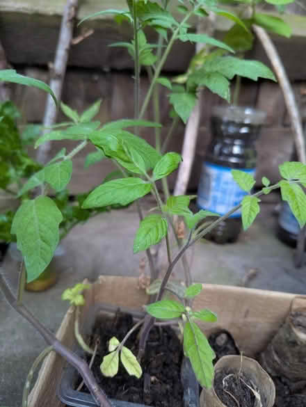 Photo of free Four tomato plants (Themesmead SE28) #1