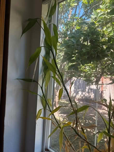 Photo of free Lucky Bamboo (Santa Clara) #2