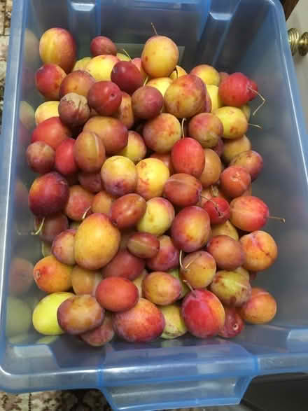 Photo of free Plums (Victoria) (Cromford DE4) #1