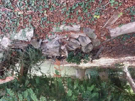 Photo of free Logs (Rowlands Castle PO9) #1