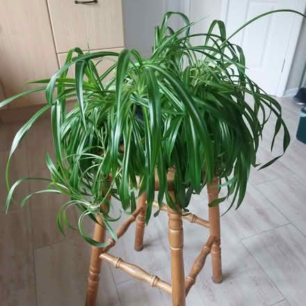 Photo of free Spider plant (Middle Division (Main Portion) BT38) #1