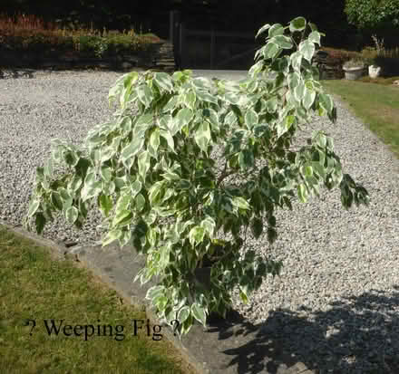 Photo of free Weeping Fig bush (Boyton PL15) #1