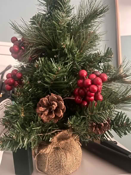 Photo of free Small Christmas Tree (Ballyhackamore) #1