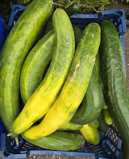 Photo of free Marrows/Courgettes & Cucumbers (Derby Road DE56) #2