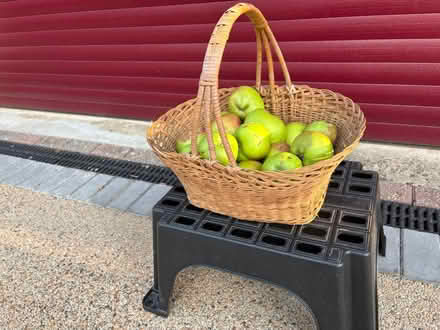 Photo of free Windfall Bramley apples (Frome BA11 4EW) #1